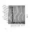 Fig. 24 - Method for preventing the unfolding of a (poly)peptide and/or inducing the (re-)folding of a (poly)peptide