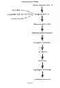 Fig. 02 - Monoclonal antibody capable of binding integrin alpha 10 beta 1