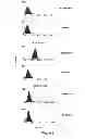 Fig. 06 - Monoclonal antibody capable of binding integrin alpha 10 beta 1