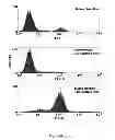 Fig. 07 - Monoclonal antibody capable of binding integrin alpha 10 beta 1