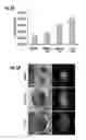 Fig. 07 - Enhanced oxygen cell culture platforms