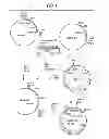 Fig. 02 - METHOD FOR PRODUCING YEAST EXPRESSED HPV TYPES 6 AND 16 CAPSID PROTEINS