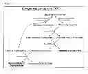 Fig. 04 - Microorganism expressing xylose isomerase