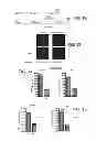 Fig. 08 - Fluorescent detection of in vitro translated protein on a solid surface