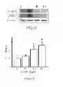 Fig. 14 - METHOD OF THERAPY AND DIAGNOSIS OF ATHEROSCLEROSIS