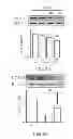 Fig. 17 - METHOD OF THERAPY AND DIAGNOSIS OF ATHEROSCLEROSIS