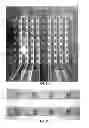 Fig. 04 - Compartmentalized integrated biochips