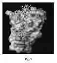 Fig. 04 - STRUCTURAL MIMETICS OF PROLINE-RICH PEPTIDES AND THEIR USE