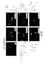 Fig. 03 - NEUROTROPHIN MIMETICS AND USES THEREOF