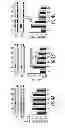 Fig. 07 - NEUROTROPHIN MIMETICS AND USES THEREOF