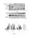 Fig. 02 - Methods and Compositions for Maintaining Blood-Brain Barrier Integrity