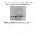 Fig. 05 - Methods and Compositions for Maintaining Blood-Brain Barrier Integrity