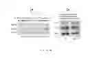 Fig. 08 - Methods and Compositions for Maintaining Blood-Brain Barrier Integrity