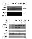 Fig. 05 - COMPOSITION FOR PREVENTING OR TREATING INFLAMMATORY DISEASES COMPRISING VERATRIC ACID AS EFFECTIVE COMPONENT