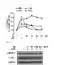 Fig. 06 - COMPOSITION FOR PREVENTING OR TREATING INFLAMMATORY DISEASES COMPRISING VERATRIC ACID AS EFFECTIVE COMPONENT