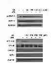 Fig. 07 - COMPOSITION FOR PREVENTING OR TREATING INFLAMMATORY DISEASES COMPRISING VERATRIC ACID AS EFFECTIVE COMPONENT