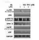 Fig. 10 - COMPOSITION FOR PREVENTING OR TREATING INFLAMMATORY DISEASES COMPRISING VERATRIC ACID AS EFFECTIVE COMPONENT