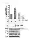Fig. 12 - COMPOSITION FOR PREVENTING OR TREATING INFLAMMATORY DISEASES COMPRISING VERATRIC ACID AS EFFECTIVE COMPONENT