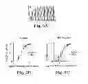 Fig. 06 - Methods and compositions for treating mammalian nerve tissue injuries