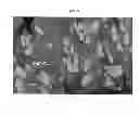 Fig. 22 - Blends of micronized polyphenylene ether and thermoplastic polyurethanes blend