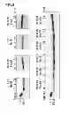 Fig. 03 - Immunoglobulin-binding polypeptide