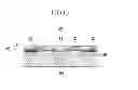 Fig. 16 - Nerve electrode provided with anti-inflammatory drug and method of manufacturing the same