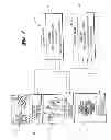 Fig. 05 - Method and System for Distributing Digital Images