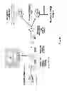 Fig. 18 - Generation of autologous T-cells in mice