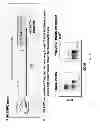 Fig. 19 - Generation of autologous T-cells in mice