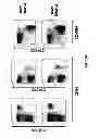 Fig. 20 - Generation of autologous T-cells in mice
