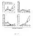 Fig. 26 - Generation of autologous T-cells in mice