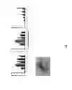 Fig. 33 - Generation of autologous T-cells in mice