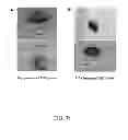 Fig. 34 - Generation of autologous T-cells in mice