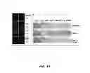 Fig. 37 - Generation of autologous T-cells in mice
