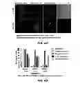 Fig. 40 - Generation of autologous T-cells in mice
