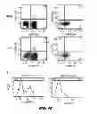 Fig. 42 - Generation of autologous T-cells in mice