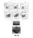 Fig. 43 - Generation of autologous T-cells in mice