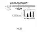 Fig. 47 - Generation of autologous T-cells in mice