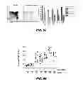 Fig. 50 - Generation of autologous T-cells in mice
