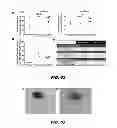 Fig. 55 - Generation of autologous T-cells in mice