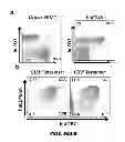 Fig. 57 - Generation of autologous T-cells in mice