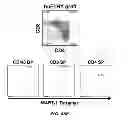 Fig. 60 - Generation of autologous T-cells in mice