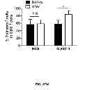Fig. 61 - Generation of autologous T-cells in mice