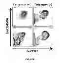Fig. 62 - Generation of autologous T-cells in mice