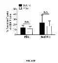Fig. 65 - Generation of autologous T-cells in mice