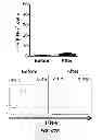 Fig. 68 - Generation of autologous T-cells in mice