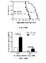 Fig. 74 - Generation of autologous T-cells in mice