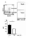 Fig. 80 - Generation of autologous T-cells in mice