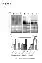 Fig. 05 - PLASTID TRANFORMATION UTILIZING ENDOGENOUS REGULATORY ELEMENTS