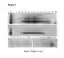 Fig. 06 - PLASTID TRANFORMATION UTILIZING ENDOGENOUS REGULATORY ELEMENTS